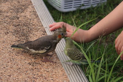 Cropped hand of woman with birds outdoors