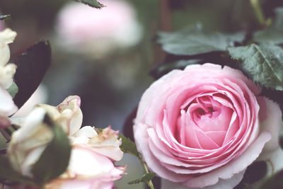 Close-up of pink roses