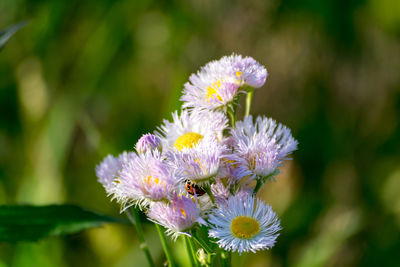 Close-up of honey bee on flower