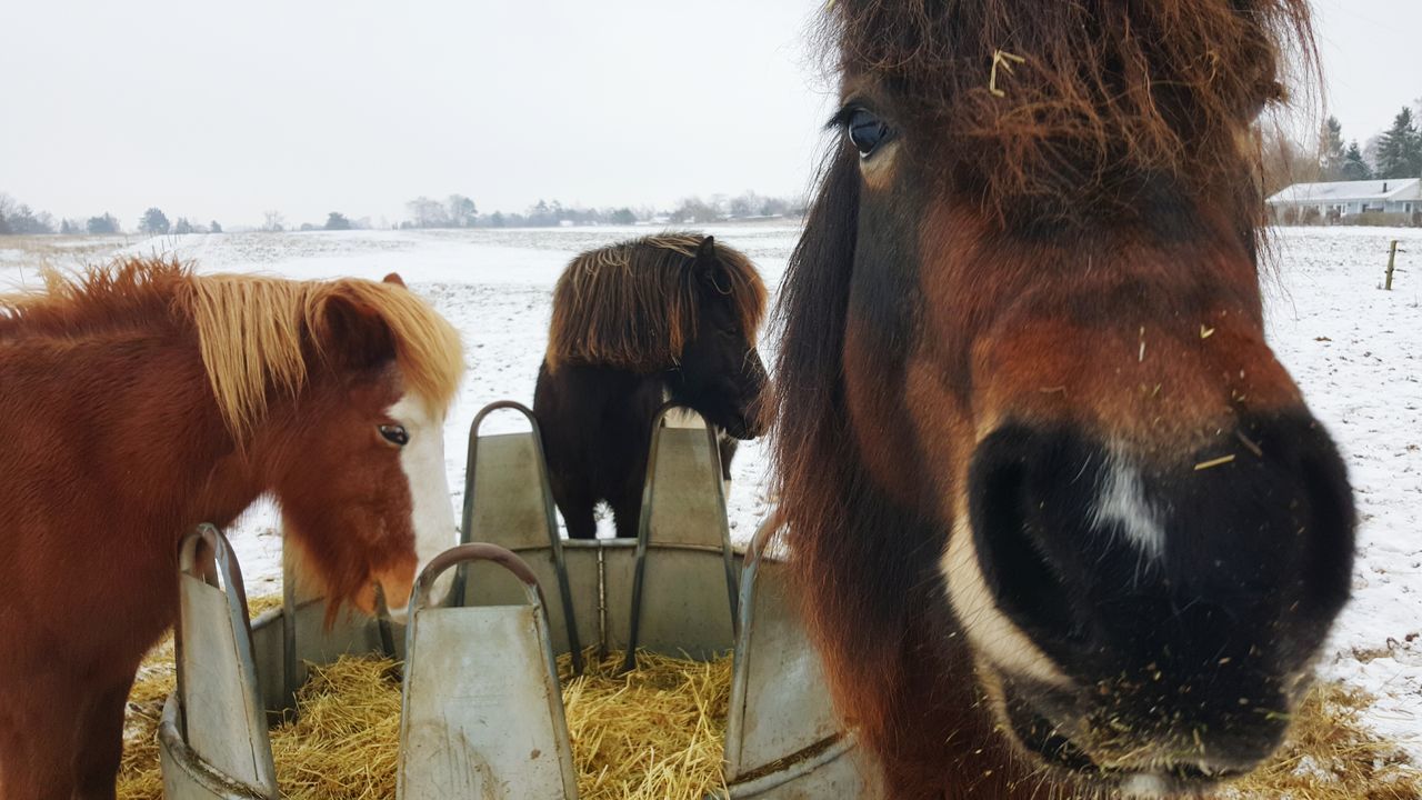 mammal, domestic animals, animal themes, horse, livestock, clear sky, herbivorous, cow, water, standing, domestic cattle, day, outdoors, sky, fence, two animals, one animal, tree, working animal, animal head