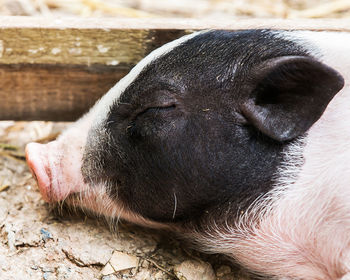 Close-up of a sleeping animal