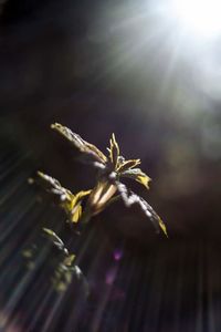 Close-up of flowers against blurred background