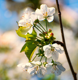 Close-up of white cherry blossoms