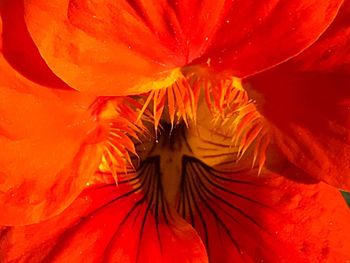 Full frame shot of orange flower