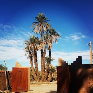 Palm trees against blue sky