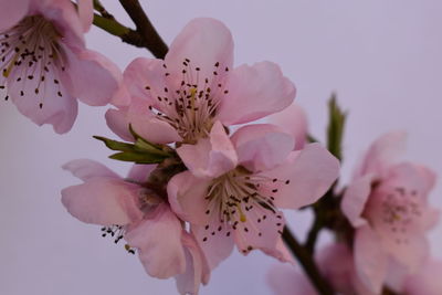 Close-up of pink cherry blossoms