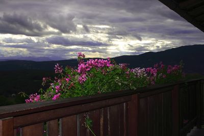 Purple flowers on landscape against sky