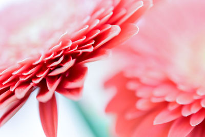 Close-up of pink flower