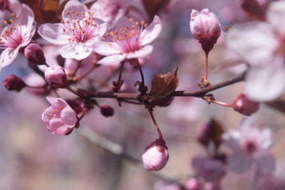 Close-up of pink cherry blossom