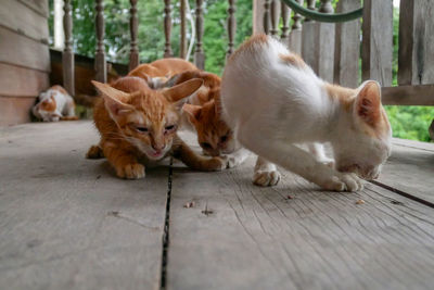 Cats lying on footpath