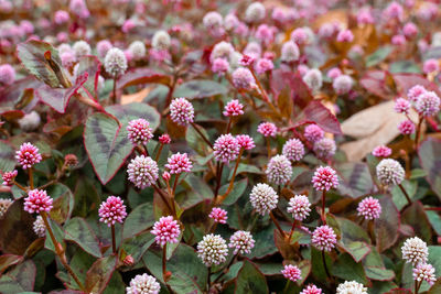 Close-up of purple flowering plants