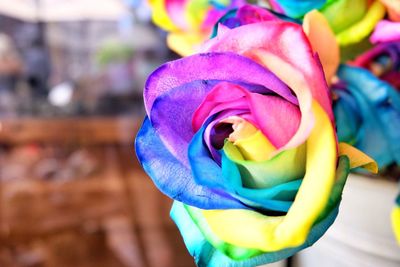 Close-up of multi colored flower