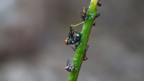 Close-up of insect on plant