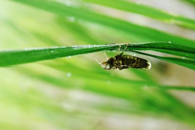 Close-up of insect on leaf