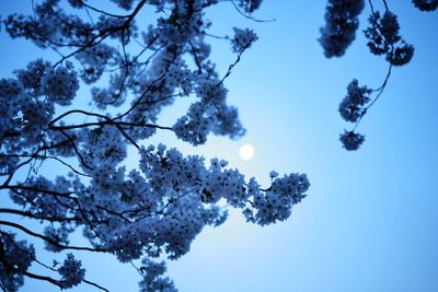 Low angle view of flower tree against blue sky