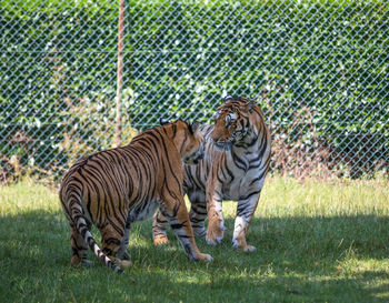 Full length of a tiger