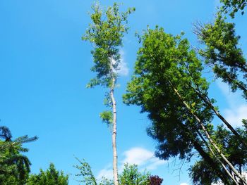 Low angle view of trees against clear blue sky