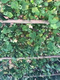 Close-up of ivy growing on tree