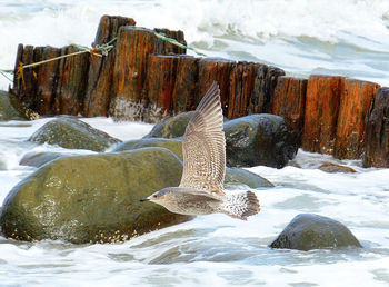 Close-up of bird on rock against sky during winter