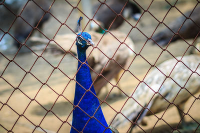 Close-up of chainlink fence