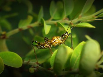 Close-up of insect on plant