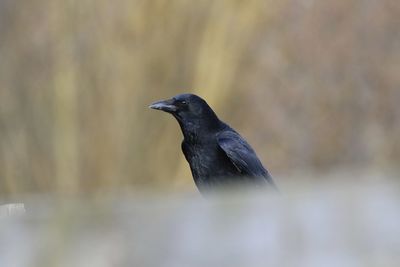 Close-up of crow  perching on a fence