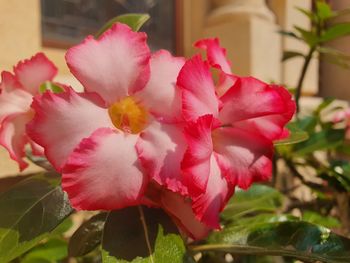 Close-up of pink rose flower