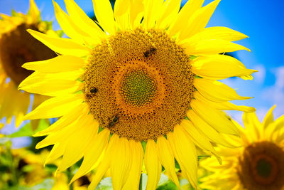 Close-up of yellow sunflower