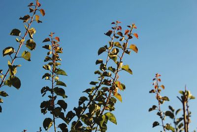 Low angle view of flowering plants against clear blue sky