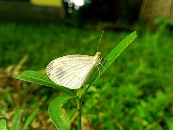 Close-up of butterfly on leaf