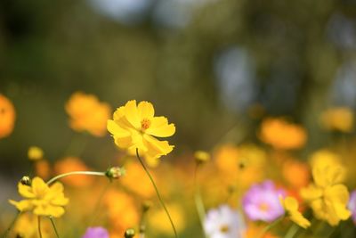 Close-up of yellow flowering plants on field