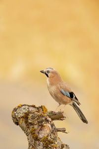 Close-up of bird perching on twig