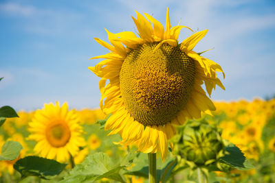 Close-up of sunflower