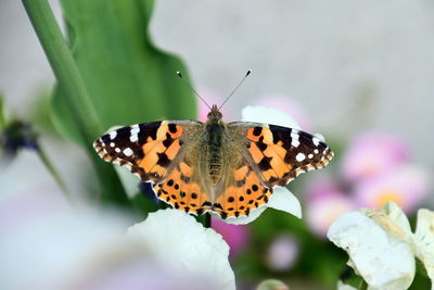 Close-up of butterfly pollinating on flower