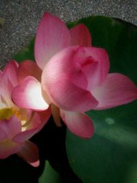 Close-up of pink flowers