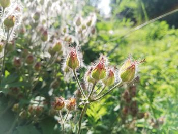 Close-up of insect on plant