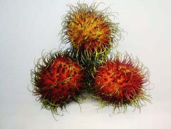 Close-up of orange fruit against white background