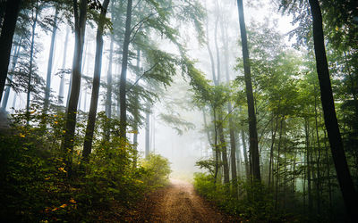 Trees in forest