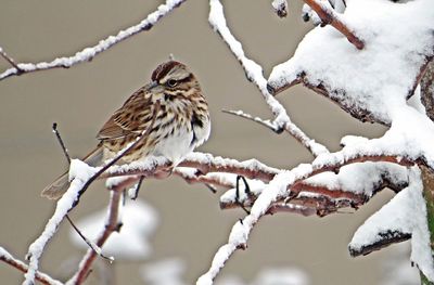 Close-up of sparrow on frozen bare tree branch during winter