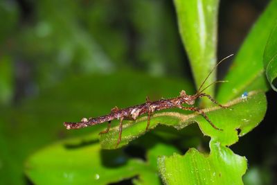 Close-up of insect on plant