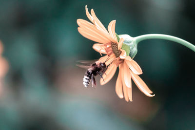 Close-up of insect on flower