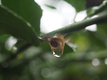 Close-up of snail on leaf