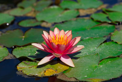 Close-up of lotus water lily in lake