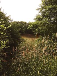 Plants and trees on field against sky