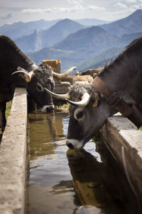 Cow on mountain against sky