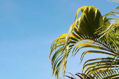 Green leaves of palm trees with blue sky