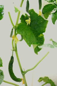 Close-up of leaves