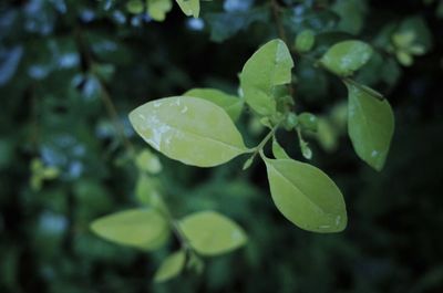 Close-up of wet plant leaves