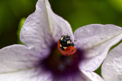 Close-up of ladybug on purple flower