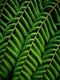 Full frame shot of fern leaf